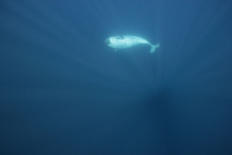 Работы Paul Nicklen (67 фото)