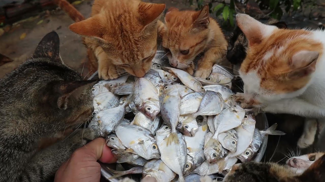 Котята и кошки кушают рыбку
